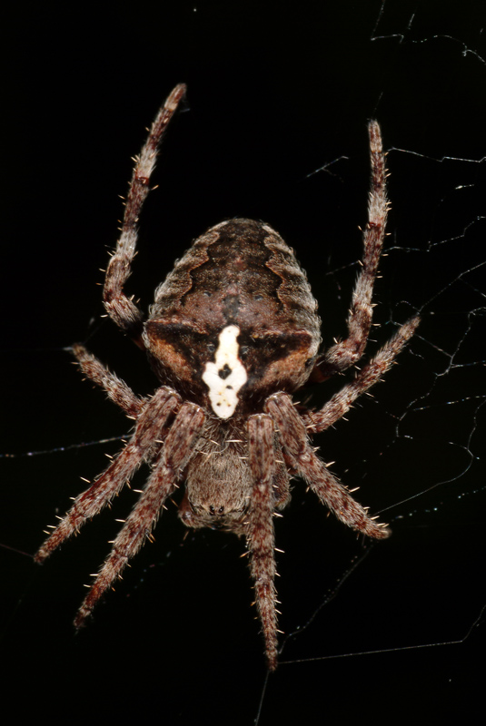 Araneus angulatus o Araneus circe